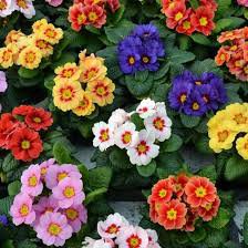 30 Pcs Primula Vulgaris Mix Common Primrose Flower Seeds