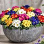 30 Pcs Primula Vulgaris Mix Common Primrose Flower Seeds