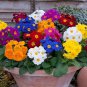 30 Pcs Primula Vulgaris Mix Common Primrose Flower Seeds