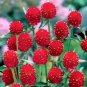 30 Pcs Gomphrena 'Strawberry Fields' Seeds GLOBE AMARANTH