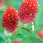 30 Pcs Gomphrena 'Strawberry Fields' Seeds GLOBE AMARANTH