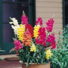 60 Pcs Mixed MOROCCAN TOADFLAX SNAPDRAGON Linaria Maroccana Flower Seeds 60 Pcs Mixed MOROCCAN TOADFLAX SNAPDRAGON Linaria Maroccana Flower Seeds