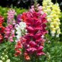 60 Pcs Mixed MOROCCAN TOADFLAX SNAPDRAGON Linaria Maroccana Flower Seeds