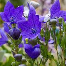 50 Pcs Patycodon grandiflorum Seeds. Balloon Flower Seeds, Korean bellflower
