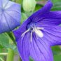 50 Pcs Patycodon grandiflorum Seeds. Balloon Flower Seeds, Korean bellflower