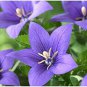 50 Pcs Patycodon grandiflorum Seeds. Balloon Flower Seeds, Korean bellflower