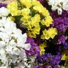 30 Pcs Mix Midnight Statice Limonium sinuata Seeds Good Cut Flower Evergreen Perennial 30 Pcs Mix Midnight Statice Limonium sinuata Seeds Good Cut Flower Evergreen Perennial