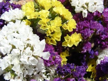 30 Pcs Mix Midnight Statice Limonium sinuata Seeds Good Cut Flower Evergreen Perennial