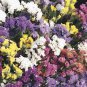 30 Pcs Mix Midnight Statice Limonium sinuata Seeds Good Cut Flower Evergreen Perennial