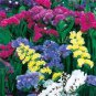 30 Pcs Mix Midnight Statice Limonium sinuata Seeds Good Cut Flower Evergreen Perennial