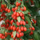 60 Pcs fresh goji, Chinese Wolfberry, Lycium barbarum, Murali,Shrub Bush Fruit Seeds