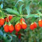 60 Pcs fresh goji, Chinese Wolfberry, Lycium barbarum, Murali,Shrub Bush Fruit Seeds