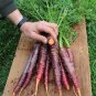 30 Pcs AFGHAN Purple (Black) Carrot Superfood Amazing Colorful High Yield