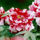 5 Pcs Multicolor Japanese Tree Peony Flower Seeds '' Shima-nishiki - Dao Jin'' 5 Pcs Multicolor Japanese Tree Peony Flower Seeds '' Shima-nishiki - Dao Jin''