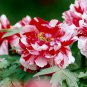 5 Pcs Multicolor Japanese Tree Peony Flower Seeds '' Shima-nishiki - Dao Jin''