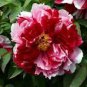 5 Pcs Multicolor Japanese Tree Peony Flower Seeds '' Shima-nishiki - Dao Jin''