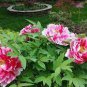 5 Pcs Multicolor Japanese Tree Peony Flower Seeds '' Shima-nishiki - Dao Jin''