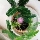 20 Pcs Mimosa Pudica Seeds