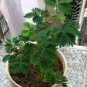 20 Pcs Mimosa Pudica Seeds