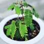20 Pcs Mimosa Pudica Seeds