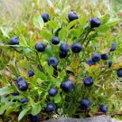 50 Pcs Blueberry Bush Seeds, Vaccinium Corymbosum