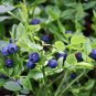 50 Pcs Blueberry Bush Seeds, Vaccinium Corymbosum