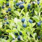 50 Pcs Blueberry Bush Seeds, Vaccinium Corymbosum