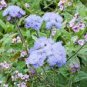 60 Pcs Blue Ageratum Conyzoides Bonsai Herbal Flower Seeds