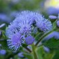 60 Pcs Blue Ageratum Conyzoides Bonsai Herbal Flower Seeds