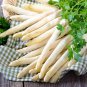20 Pcs White Asparagus Seeds, Spring Vegetables Sparrowgrass