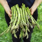 20 Pcs Green Asparagus Spring Vegetables asperge sparrowgrass 20 Pcs Green Asparagus Spring Vegetables asperge sparrowgrass