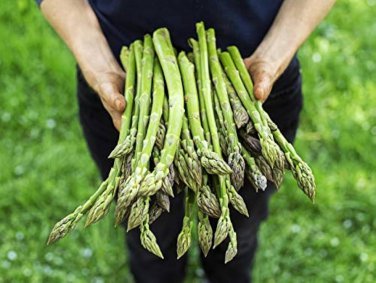20 Pcs Green Asparagus Spring Vegetables asperge sparrowgrass