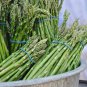 20 Pcs Green Asparagus Spring Vegetables asperge sparrowgrass