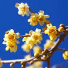 10 Pcs Heirloom Yellow Red Pink Wintersweet Calyx Canthus Winter Flower 10 Pcs Heirloom Yellow Red Pink Wintersweet Calyx Canthus Winter Flower