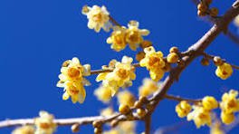 10 Pcs Heirloom Yellow Red Pink Wintersweet Calyx Canthus Winter Flower