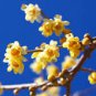 10 Pcs Heirloom Yellow Red Pink Wintersweet Calyx Canthus Winter Flower
