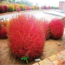 20 Pcs Heirloom Red Kochia Scoparia Ornamental Plant Seeds