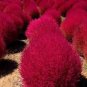 20 Pcs Heirloom Red Kochia Scoparia Ornamental Plant Seeds