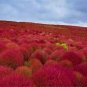20 Pcs Heirloom Red Kochia Scoparia Ornamental Plant Seeds