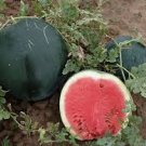 6 Pcs Heirloom Black Round Red Seedless Watermelon Seeds
