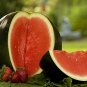 6 Pcs Heirloom Black Round Red Seedless Watermelon Seeds