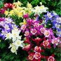 50 Pcs Mix Columbine Aquilegia Viridiflora Shade Perennial Flowers Seeds