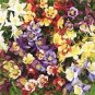 50 Pcs Mix Columbine Aquilegia Viridiflora Shade Perennial Flowers Seeds