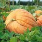 6 Pcs Atlantic Giant Pumpkin Seeds
