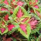 20 Pcs Premium Sun Coleus Herbs Seeds