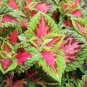 20 Pcs Premium Sun Coleus Herbs Seeds