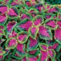 20 Pcs Premium Sun Coleus Herbs Seeds