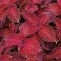 20 Pcs Rainbow Superfine Red Velvet Coleus Herbs Seeds