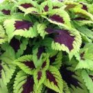 20 Pcs 'Kong Lime Sprite' Coleus Herbs Seeds 20 Pcs 'Kong Lime Sprite' Coleus Herbs Seeds
