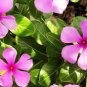 10 Pcs Violet Star Vinca Flower Seeds